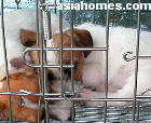 Singapore puppies for sale, export - Jack Russells