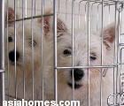 Singapore puppies for sale, export - West Highland Terriers