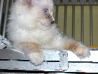 4-month ragdoll recovering from bacterial infection of nose and eyes after antibiotic injection 