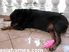 Singapore Rottweiler tranquilised IM