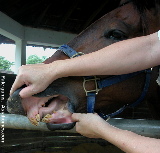 Singapore horse colic. Pale gums. 