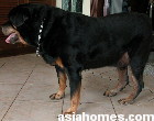 Singapore Rottweiler with foot lump