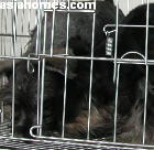 Singapore puppies for sale, export - Schnauzers