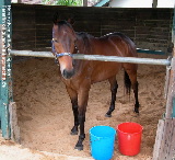 Singapore. Horse normal 10 minutes after anti-colic injections