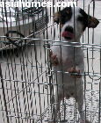 Jack Russell puppy for sale  Apr 23 2003  Singapore