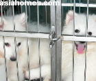 Singapore puppies for sale, export - Spitz/Samoyed