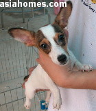 Jack Russell puppy for sale  Apr 23 2003  Singapore