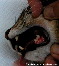 Old cat - tooth decay & gum disease, Singapore. Scaling of teeth.
