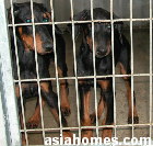 Doberman puppy for sale  Apr 23 2003  Singapore