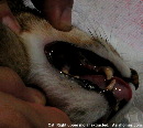 Old cat - tooth decay & gum disease, Singapore