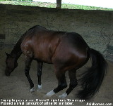 Singapore gelding in transient mild pain, trying to urinate.