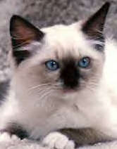 A healthy ragdoll kitten