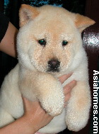 Unique Chow Chow puppy for sale, Singapore $2,500