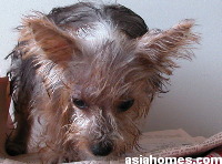 Singapore  May 3 2003. Silkie Terrier puppy for sale  $500
