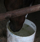 Singapore gelding will not drink water.