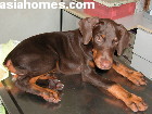 Doberman puppy for sale  Apr 23 2003  Singapore