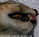 Old cat - tooth decay & gum disease