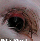 Dog - eyeball prolapse after fight.  Singapore.