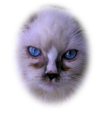 Singapore ragdoll with upper respiratory tract infection