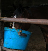 Singapore gelding eating bran and chaff after injections.