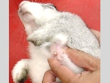 Rabbit. Dec 13 00. Day 10. Yellow liquid pus oozing out of elbow lump.