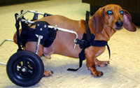 Dachshund - patient of Virginia Maryland Vet Teaching Hospital in 2002