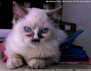 Upper Respiratory Tract infection in a Singapore Ragdoll, Toa Payoh Vets.