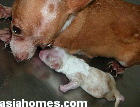 Singapore Chihuahua mother and newborn of 1 hour, by Caesarian Section at Toa Payoh Vets