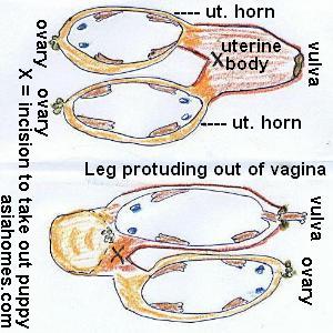 Maltese Caesarian - One uterine horn flipped backwards toward vagina
