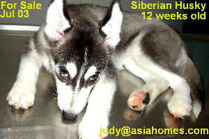 July 2003. Siberian Husky for sale, Singapore