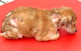 Skin rots, cellulitis and septicaemia of pup 12 hours before death from kerosene poisoning.
