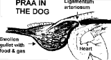 PRAA in the dog. A ligament wraps round the gullet obstructing food flow to the stomach.