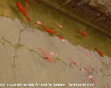 5-month-old koi in a quarantine tank in a Singapore commercial fish farm