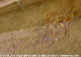 3-month old koi fish in a Singapore commercial fish farm