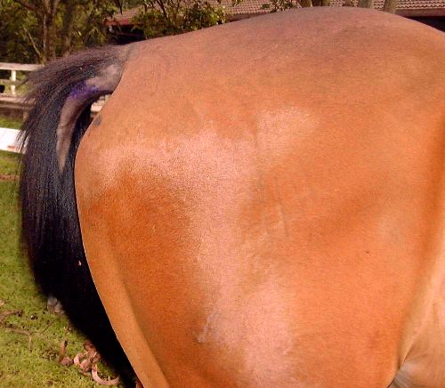 9065horse_tail_itch.jpg