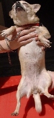Chihuahua has false pregnancy, Singapore, Toa Payoh Vets.