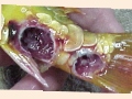 Tail ulcers in a koi