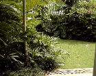 The Lotus Sanctuary at Coronation Rd carpet grass back garden