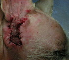 Dog ear canal - lateral (outer side) wall resected away