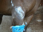 Singapore horse lacerated right fore limb - sutured. Day 3. Bandage fell off