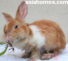Sarcoptic Mange in a rabbit 14 days after anti-mite injection. Singapore