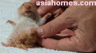 Singapore Golden Hamster 2 years old - Wet Tail - improper diet
