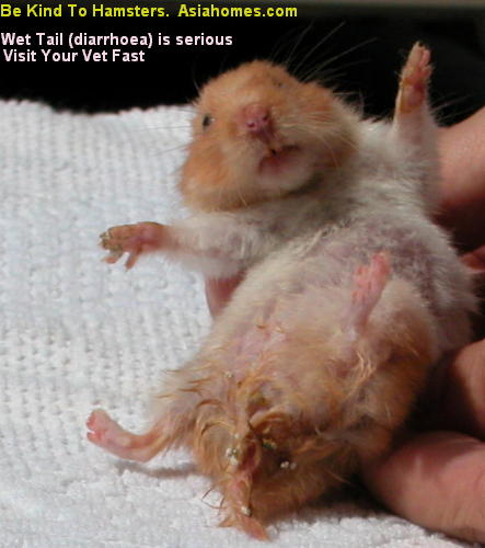 Mount Pleasant Veterinary Centre - East - Golden/Syrian Hamster Size:  13-18cm Lifespan 2-3 years (up to 5 in rare cases) Other variants:  Longhaired (Teddy) The largest breed of pet hamster, they used