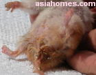 Singapore Golden Hamster 2 years old - Wet Tail - improper diet