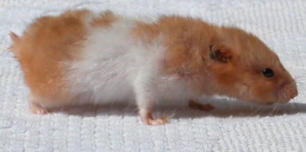 Mount Pleasant Veterinary Centre - East - Golden/Syrian Hamster Size:  13-18cm Lifespan 2-3 years (up to 5 in rare cases) Other variants:  Longhaired (Teddy) The largest breed of pet hamster, they used