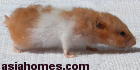 Singapore Golden Hamster 2 years old - Wet Tail - improper diet