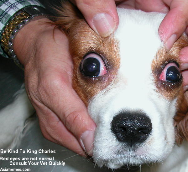 rencontre cavalier king charles