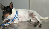 Singapore. 5-year-old Fox Terrier inguinal area inflamed