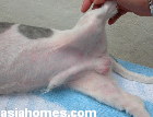 Young Singapore dog - Sarcoptic Mange and bacterial infections of belly area