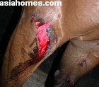 Singapore thoroughbred horse - skin lacerations 7.30 p.m Day 1